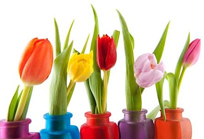 Fototapeta Colorful Tulips 6338